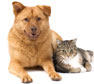 Ivens Bronstein Veterinary Hospital, Ardmore, PA Ivens Bronstein Veterinary Hospital, Ardmore, PA