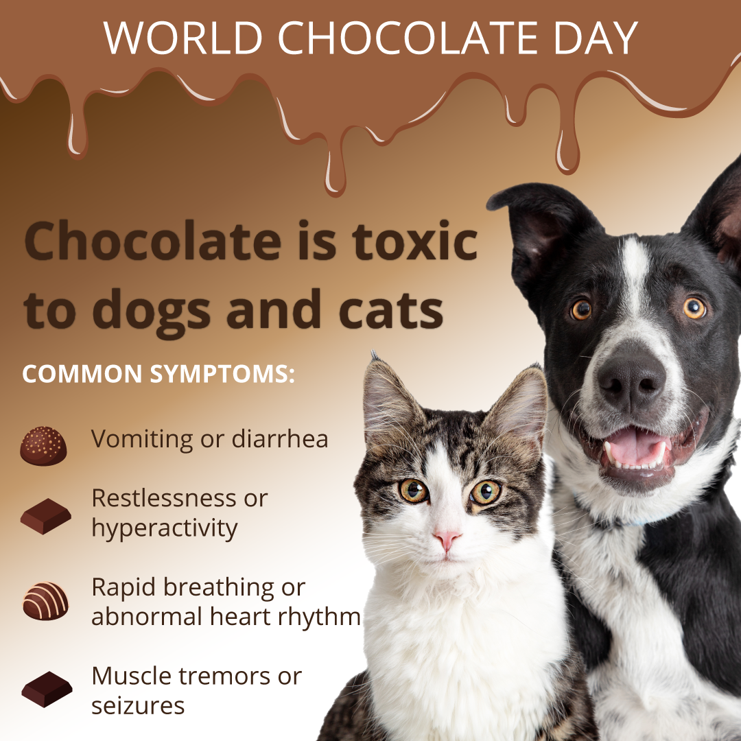 chocolate toxicity graphic