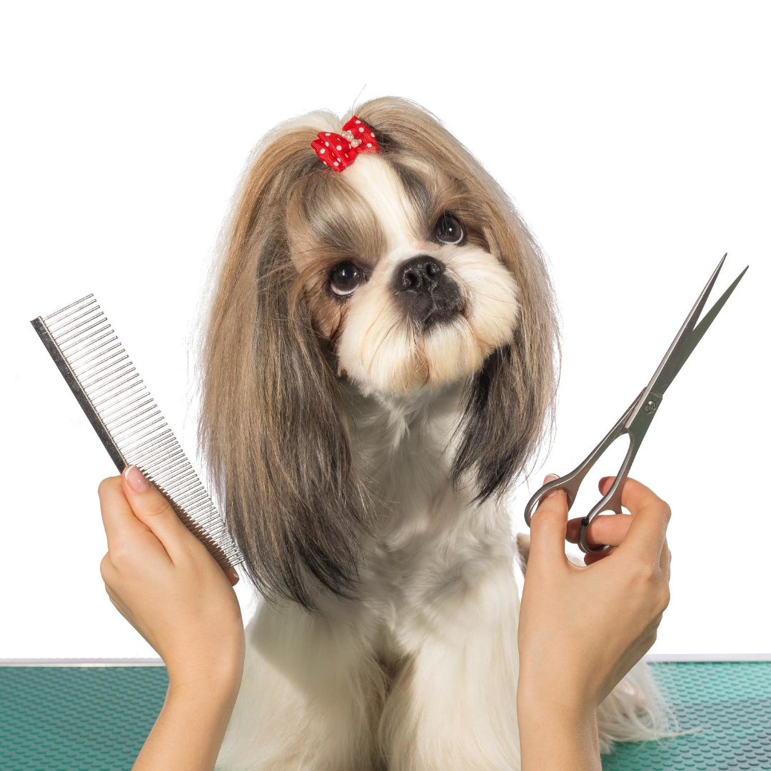 Grooming dog Grooming dog