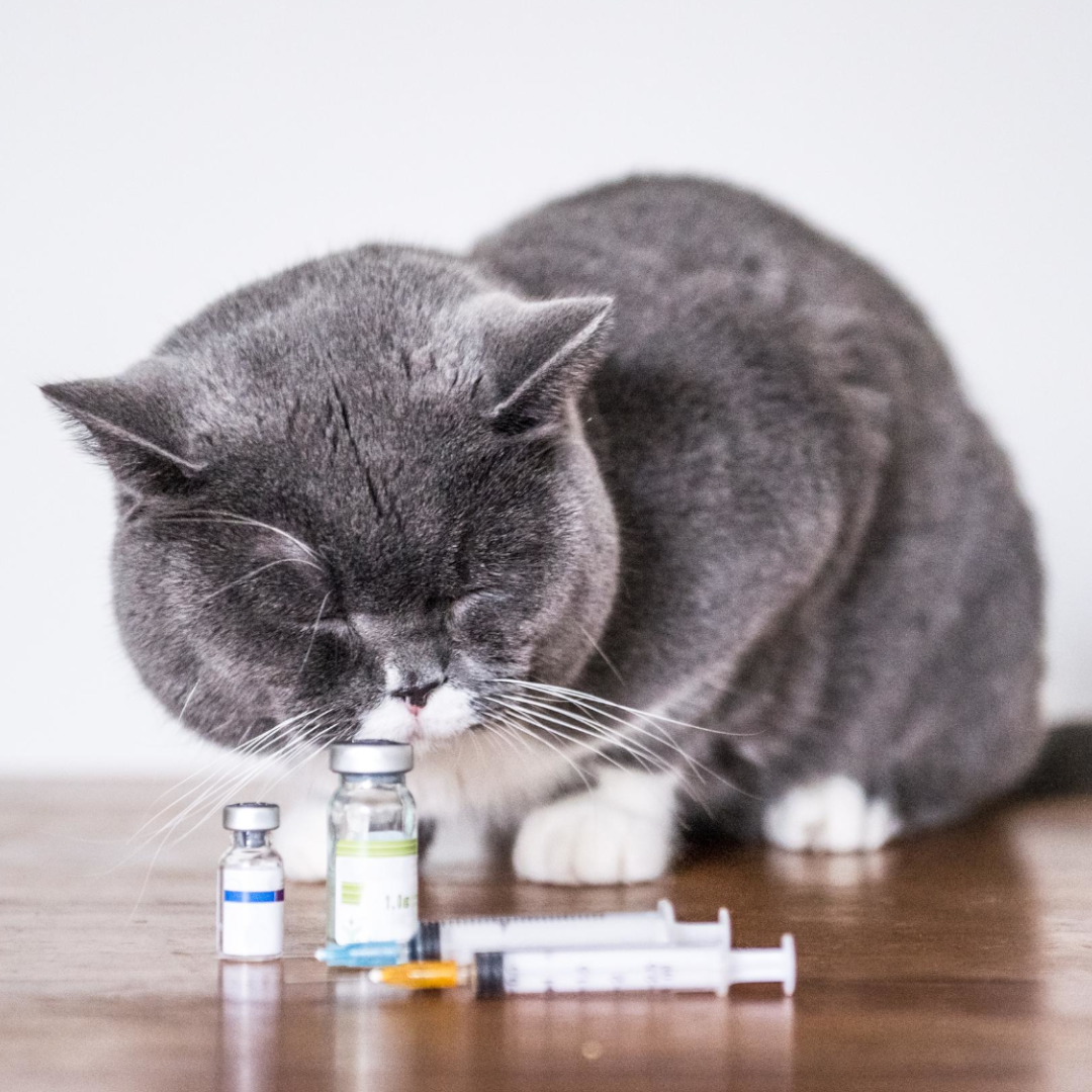 cat sitting with medications cat sitting with medications