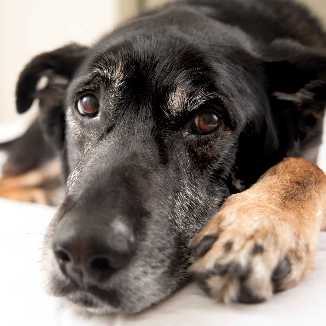 Senior canine Senior canine